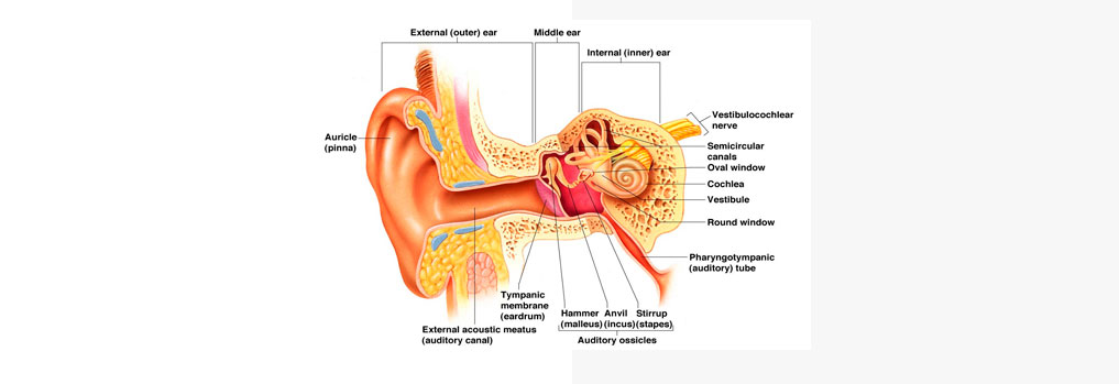 MAA ENT Hospitals offers Best and affordable Ear Surgery in Hyderabad